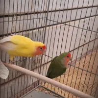 طوطی جفت کوتوله مولد با قفس فنچ قناری مرغ عشق|پرنده|خمینی‌شهر, |دیوار