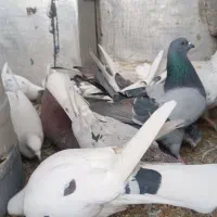 کبوتر کفتر|پرنده|گلستان (تهران), |دیوار