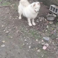 به دلیل نبود جا و نگهداری زیرقیمت به فروش میرسد|سگ|پرهسر, |دیوار