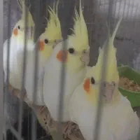 انواع جوجه عروس هلندی