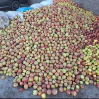 خریدار سیب‌ زیردرختی با بالاترین قیمت|خدمات باغبانی و درختکاری|زنجان, |دیوار