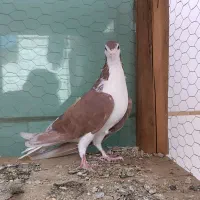 جفت دمگیر