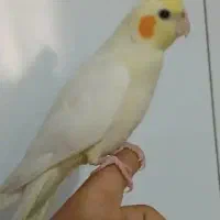 جوجه عروس هلندی