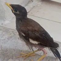 جوجه مینا شاه تخم  نر