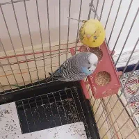 پرنده مرغ عشق
