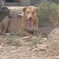 سگ پژدر عراقی ماده