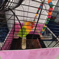 جوجه برزیلی|پرنده|بومهن, |دیوار