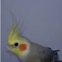 عروس هلندی