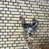 خروس اصل گلین چهل تاج