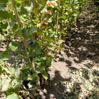 نهال پرسود سنوبر صنوبر خارجی اصالت دار و تضمینی