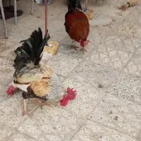 دو عدد خروس معاوضه با مرغ  یا نقدی
