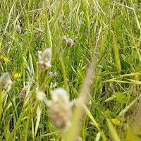 کارت ملی گمشده