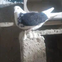 کفتر|پرنده|ملایر, |دیوار