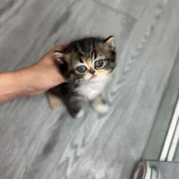 بریتیش گلدن تری کالر دوماهه