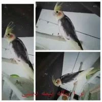 هود ال جی (فروش یا معاوضه۳ تا عروس نر ضمانتی)|هود|مشهد, شهید علی محمدی|دیوار