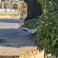 خیار محلی ۲۸ت و ۱۵ت|حراج|جهرم, |دیوار