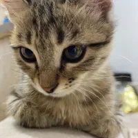 واگذاری بچه گربه|گربه|کرج, عظیمیه|دیوار