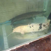 چهار ماهی گوشتخوار
