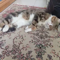 واگذاری گربه رایگان