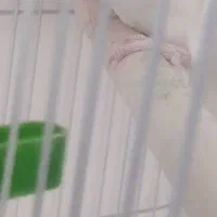 عروس  هلندی. آلبینو|پرنده|داراب, |دیوار