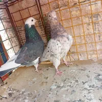 کبوتر شازده پرشی