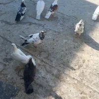 ۱۰ تا کفتر یا کبوتر