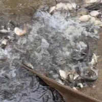 بچه ماهی|ماهی|رشت, حمیدیان|دیوار