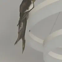 دوتاعروس هلندی نروماده