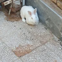 دو عدد خرگوش سفید