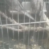 عروس هلندی|پرنده|ابهر, |دیوار