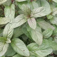 نعناع محلی|خوردنی و آشامیدنی|صومعه‌سرا, |دیوار