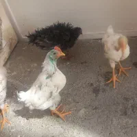 جوجه