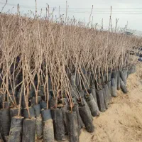 تولیدی نهال درخت گُل نهالستان گردوانار پسته پیوندی|خدمات باغبانی و درختکاری|قم, سعادتی|دیوار