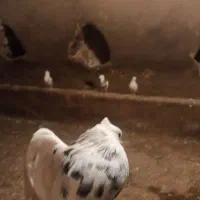 پرنده|پرنده|کنگاور, |دیوار