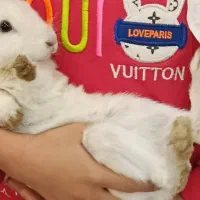 خرگوش زرنگ وباهوش