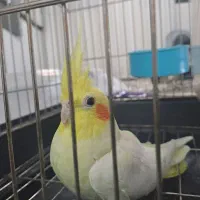 عروس هلندی نر اماده