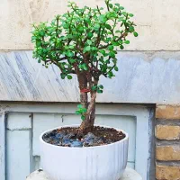 گل بنسای زامفولیا|گل و گیاه طبیعی|اراک, |دیوار