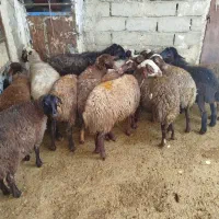 12عدد کاور ماده با دوتا میش ابستن جفتی 43میلیون