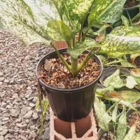 فروش گل گیاه در گلخانه|گل و گیاه طبیعی|فاضل آباد, |دیوار