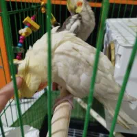 عروس هلندی جفت و جوان