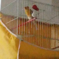 قناری نر وماده|پرنده|آباده, |دیوار