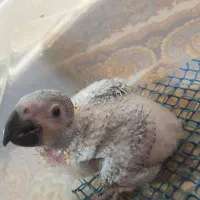 کاسکو|پرنده|شهریار, دهشاد بالا|دیوار