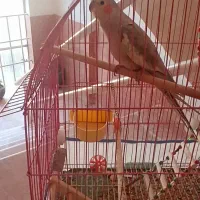 عروس هلندی اهلی آرام تربیت شده|پرنده|قروه, |دیوار