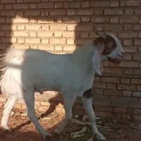 بز افغانی نر|حیوانات مزرعه|رامشیر, |دیوار