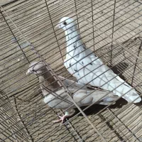 کفتر|پرنده|نیشابور, فردوس شمالی|دیوار