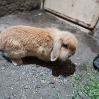 یک عدد خرگوش لوپ گوش افتاده  زیبا