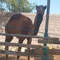 یک عدد شتر نر|حیوانات مزرعه|قشم, |دیوار