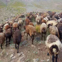 دوتا بره ماده یه بره نر یه بزغاله