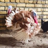 بوقلمون نر نژاد بوربون