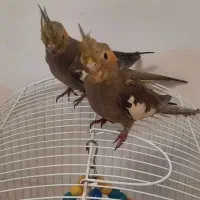 جوجه عروس هلندی